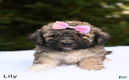 Bichpoo dogs for sale: Lily - Image 3