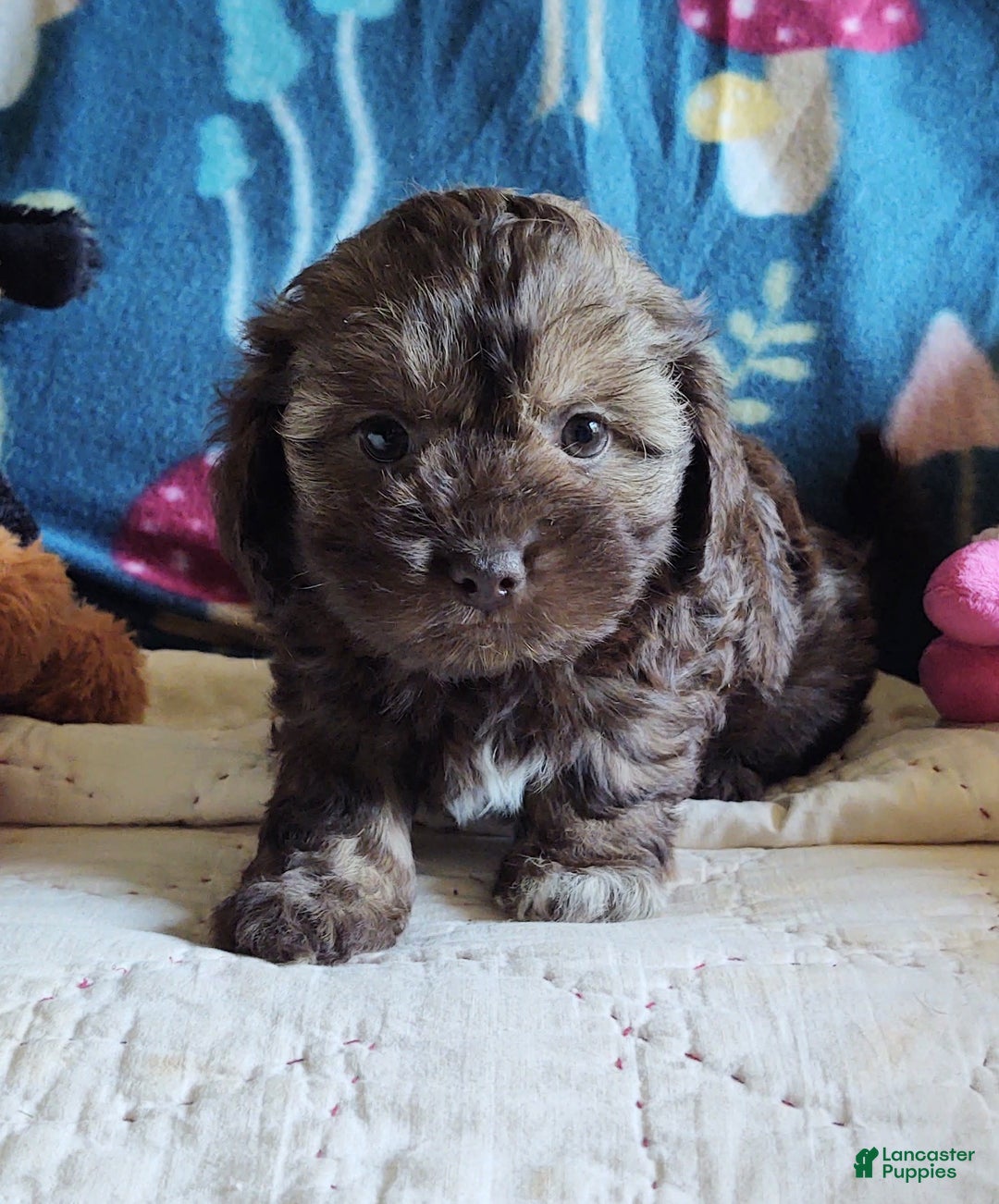 Maltipoo dogs for sale: Chocolate Sissy - Image 2