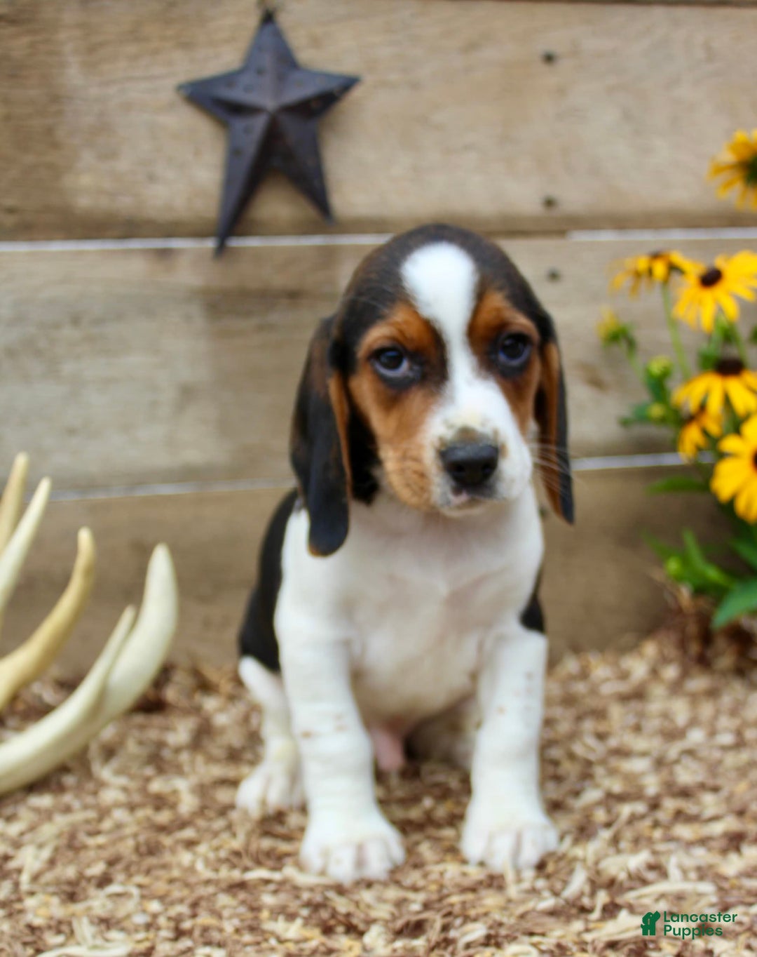 Beagle dogs for sale: Charlie - Image 4