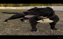 Presa Canario dogs for sale: Nino - Image 3
