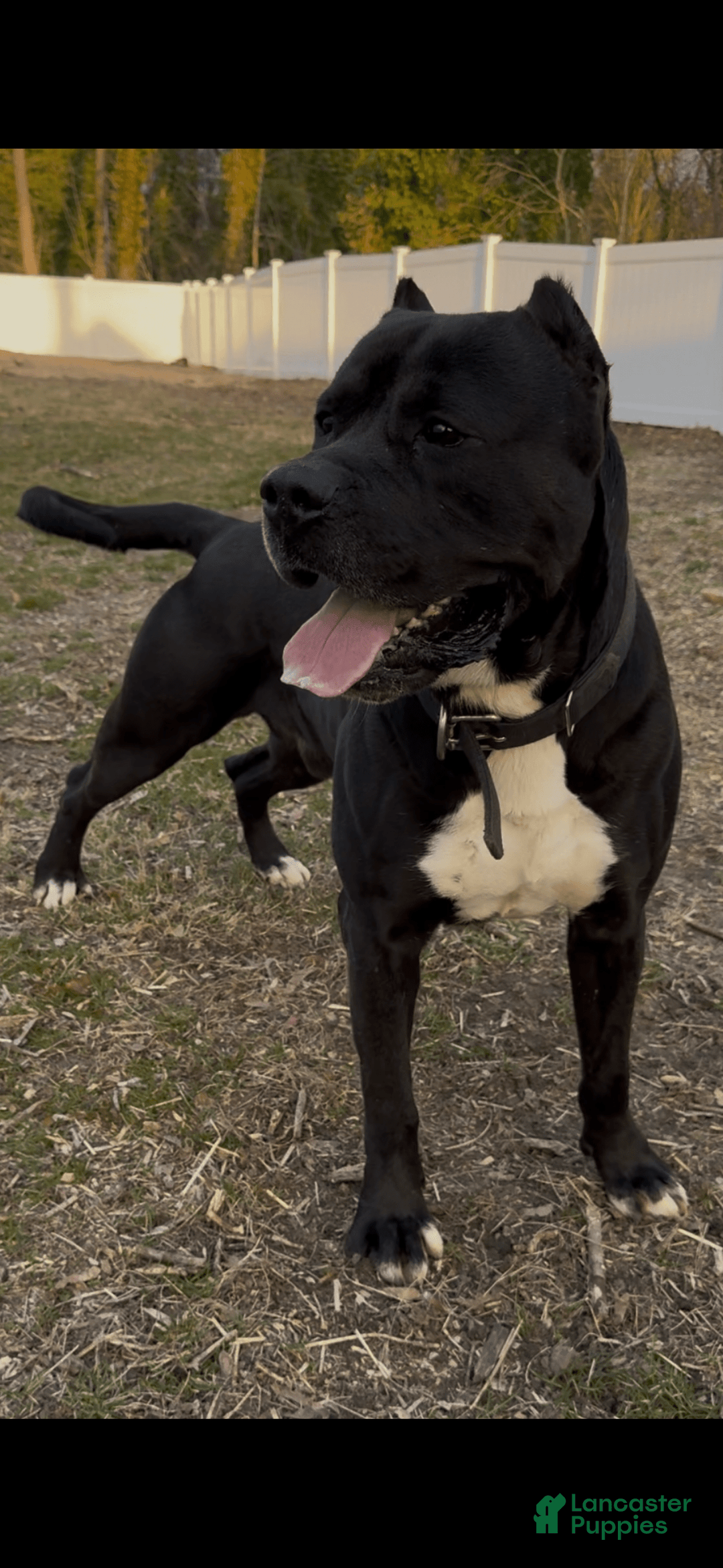 Presa Canario dogs for sale: Nino - Image 3