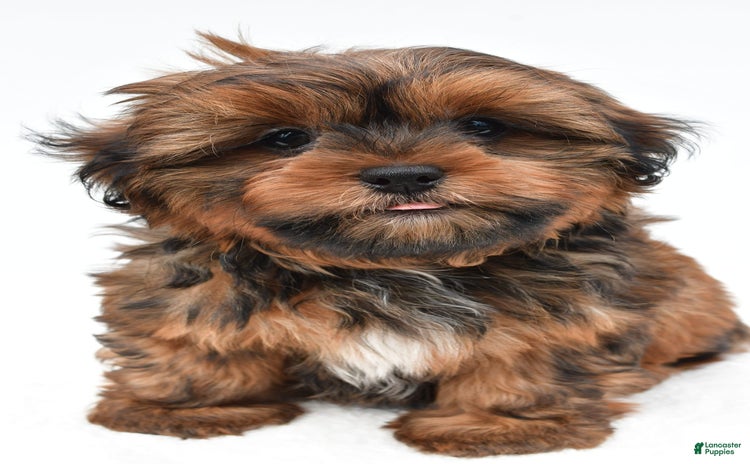Shorkie dogs for sale - Ad 3