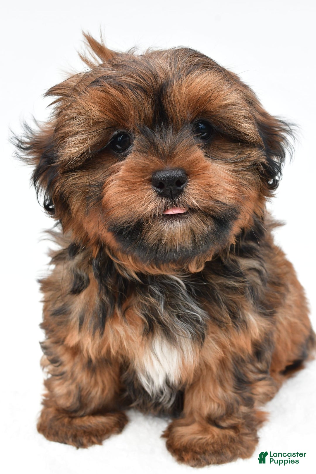 Shorkie dogs for sale: Nickle - Image 5