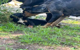 Great Dane dogs for sale: Stella - Image 4