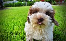 Havapoo dogs for sale: Vixen - Image 17