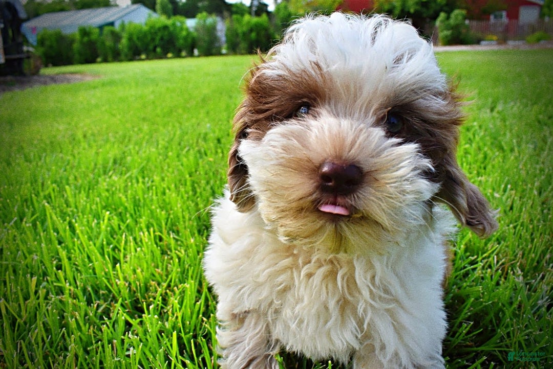 Havapoo dogs for sale: Vixen - Image 17