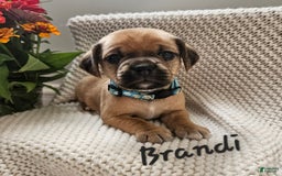 Puggle dogs for sale: Brandi - Image 3