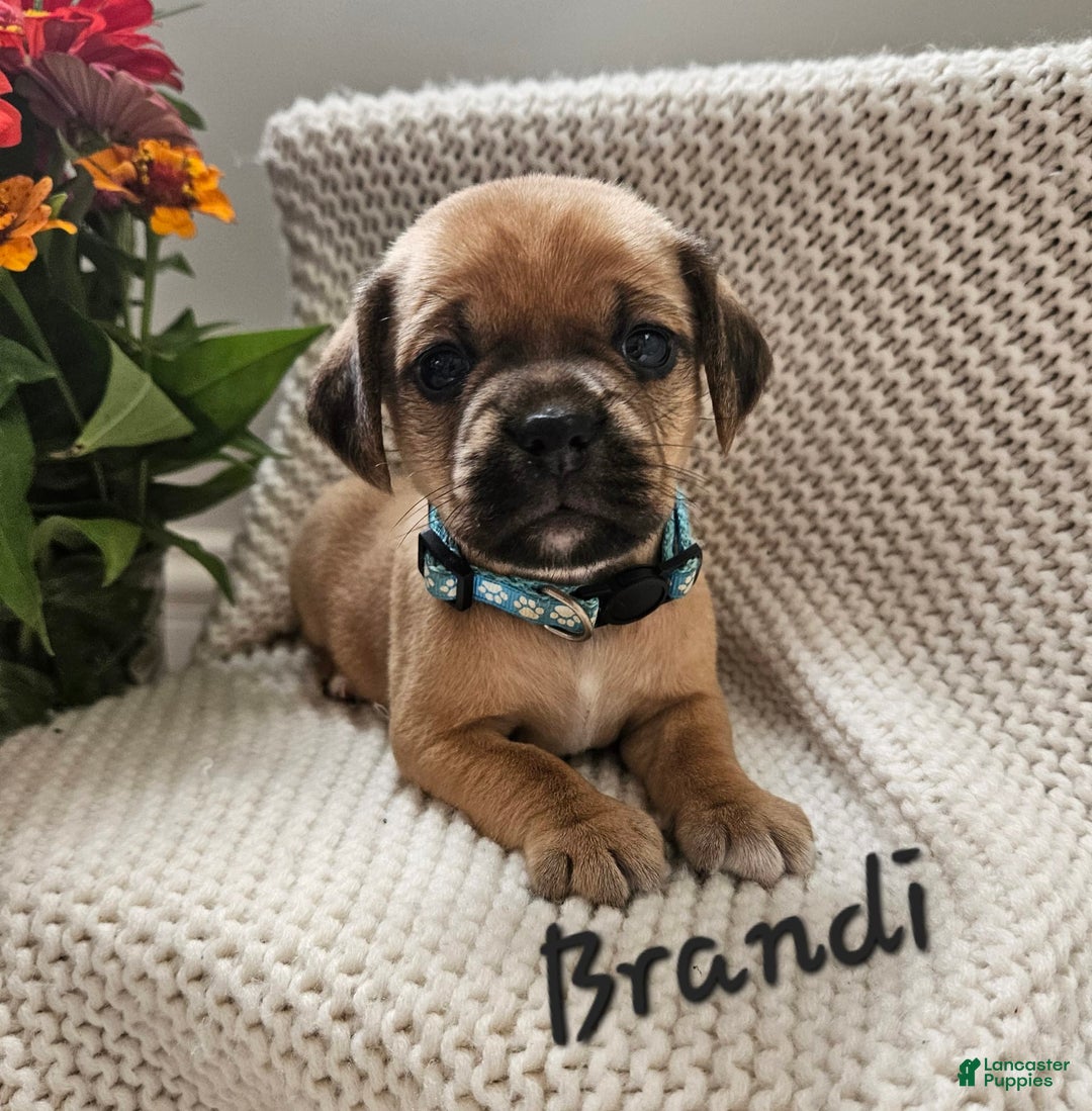 Puggle dogs for sale: Brandi - Image 3