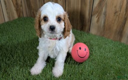 Cavapoo dogs for sale: Fiona Girl 1 - Image 16