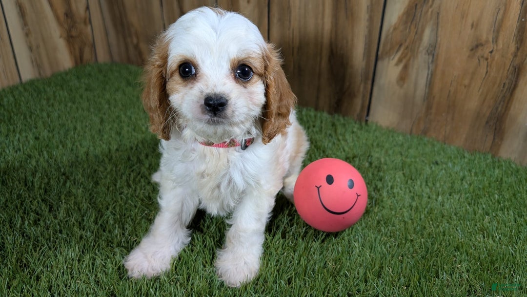 Cavapoo dogs for sale: Fiona Girl 1 - Image 16
