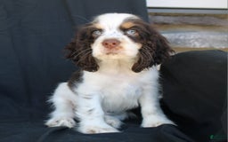 Cocker Spaniel dogs for sale: Chip - Image 4