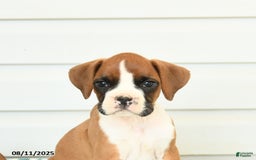Boxer dogs for sale: Jake - Image 3