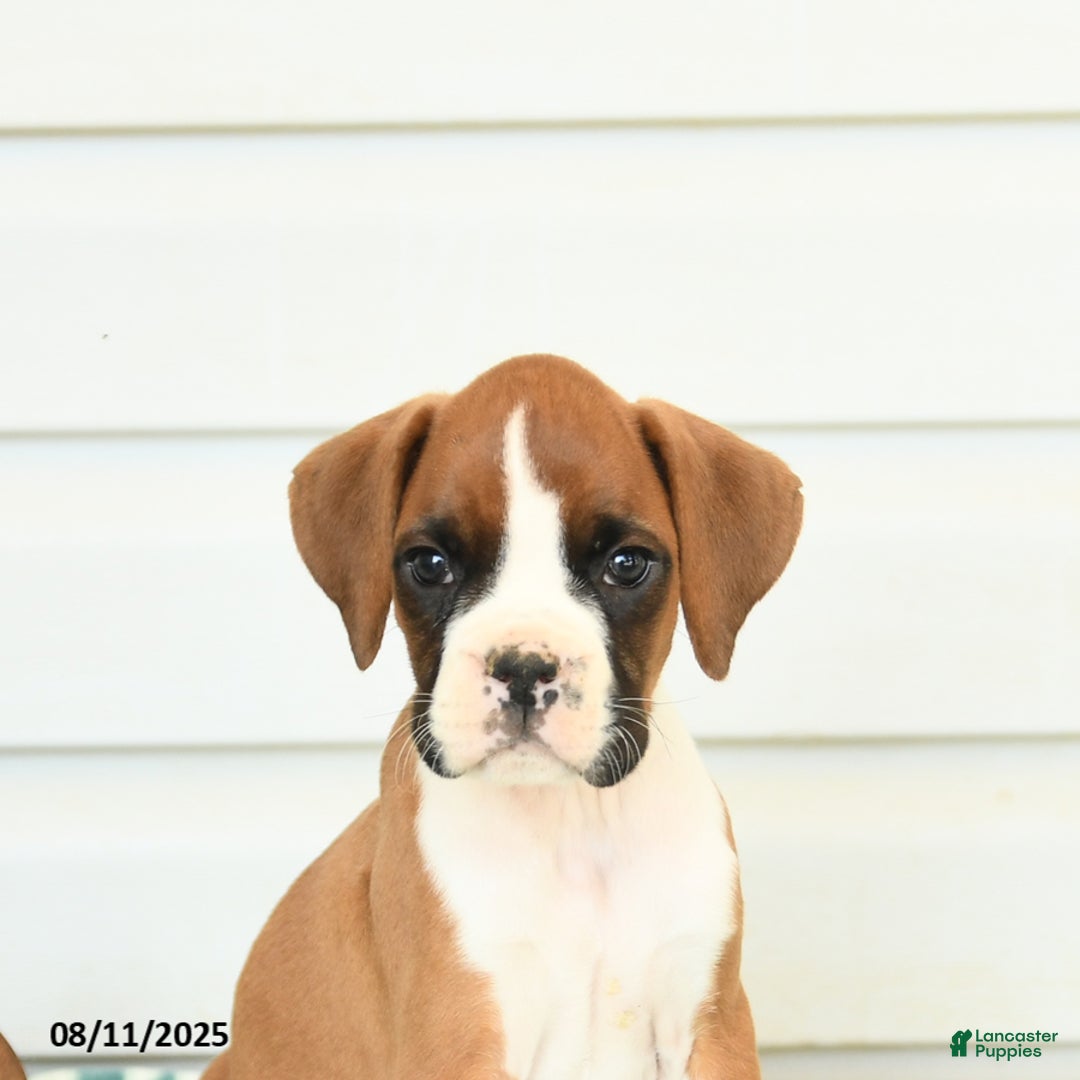 Boxer dogs for sale: Jake - Image 3