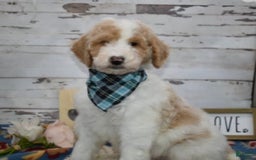 Standard Poodle dogs for sale: Gus - Image 25