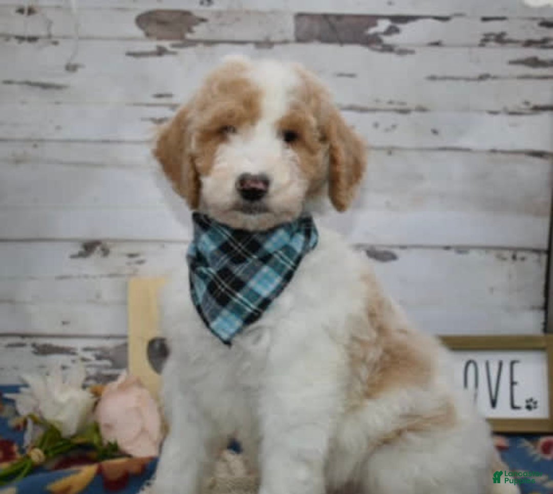 Standard Poodle dogs for sale: Gus - Image 25