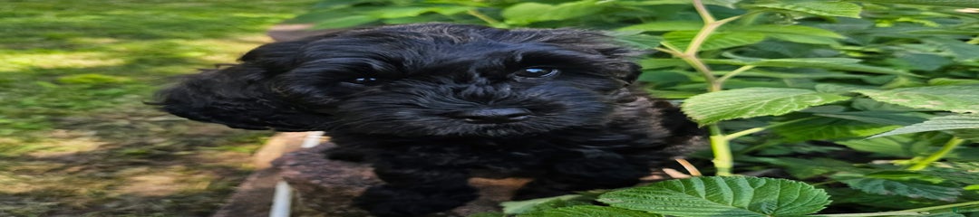 Morph
