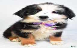 Miniature Australian Shepherd dogs for sale: Jenna - Image 1