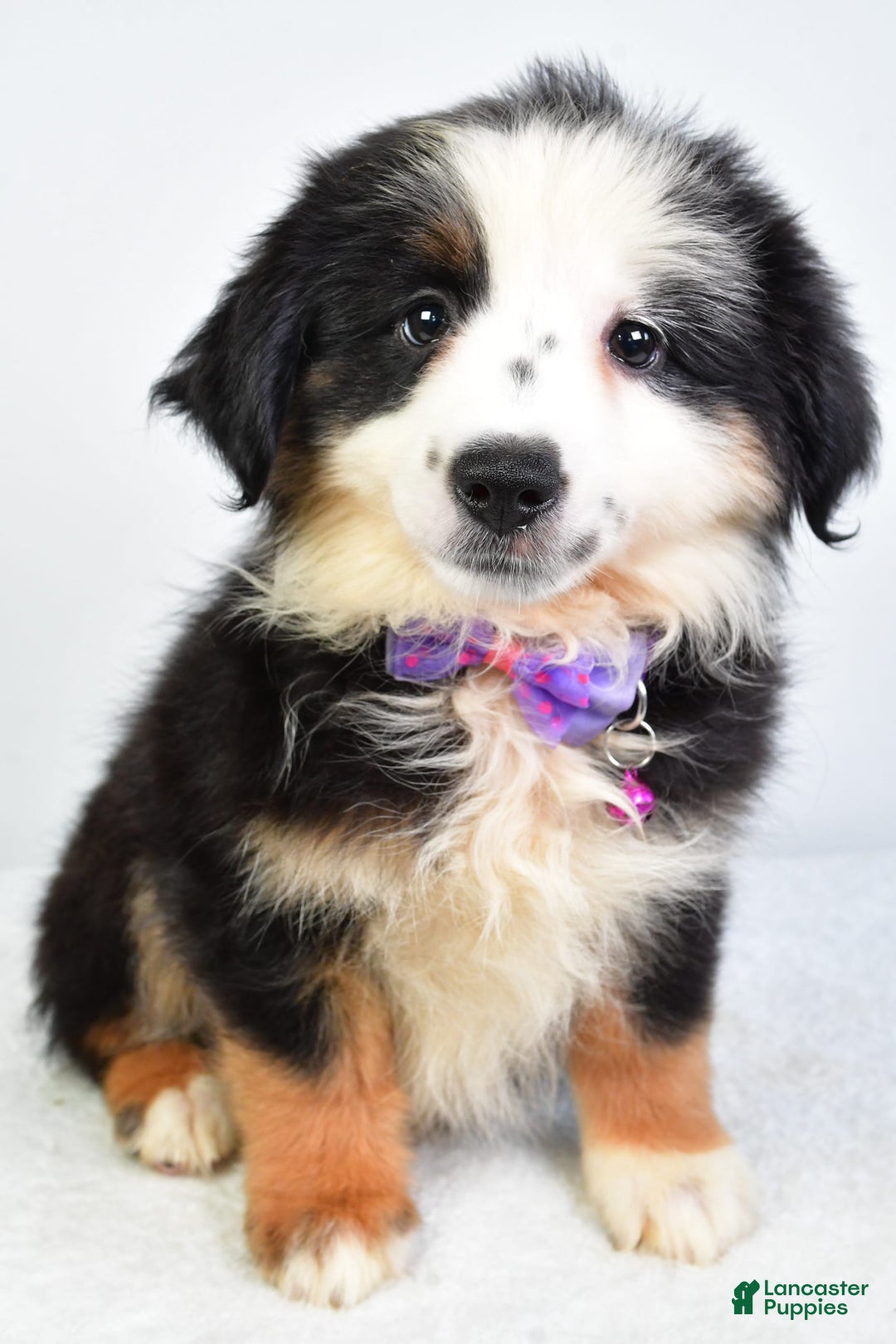 Miniature Australian Shepherd dogs for sale: Jenna - Image 1