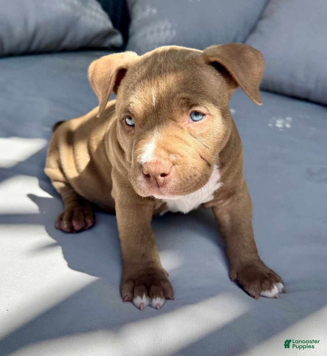 American Bully dogs for sale: Coco - Image 5
