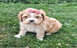 Cavalier King Charles Spaniel dogs for sale: Tina - Image 2