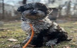 Mini Bernedoodle dogs for sale: Courtney - Image 9