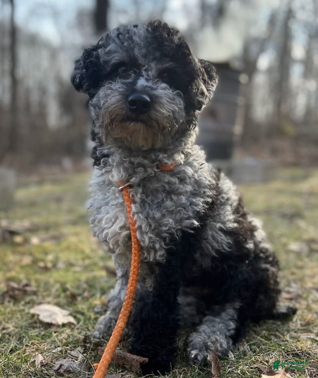 Mini Bernedoodle dogs for sale: Courtney - Image 9