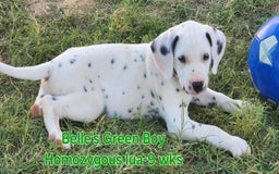 Dalmatian dogs for sale: Belles Green Homozygous Lua Boy - Image 3