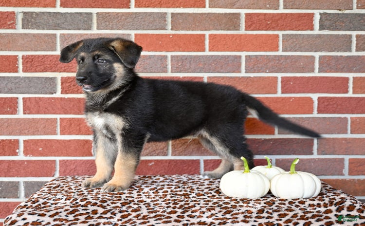German Shepherd dogs for sale - Ad 4