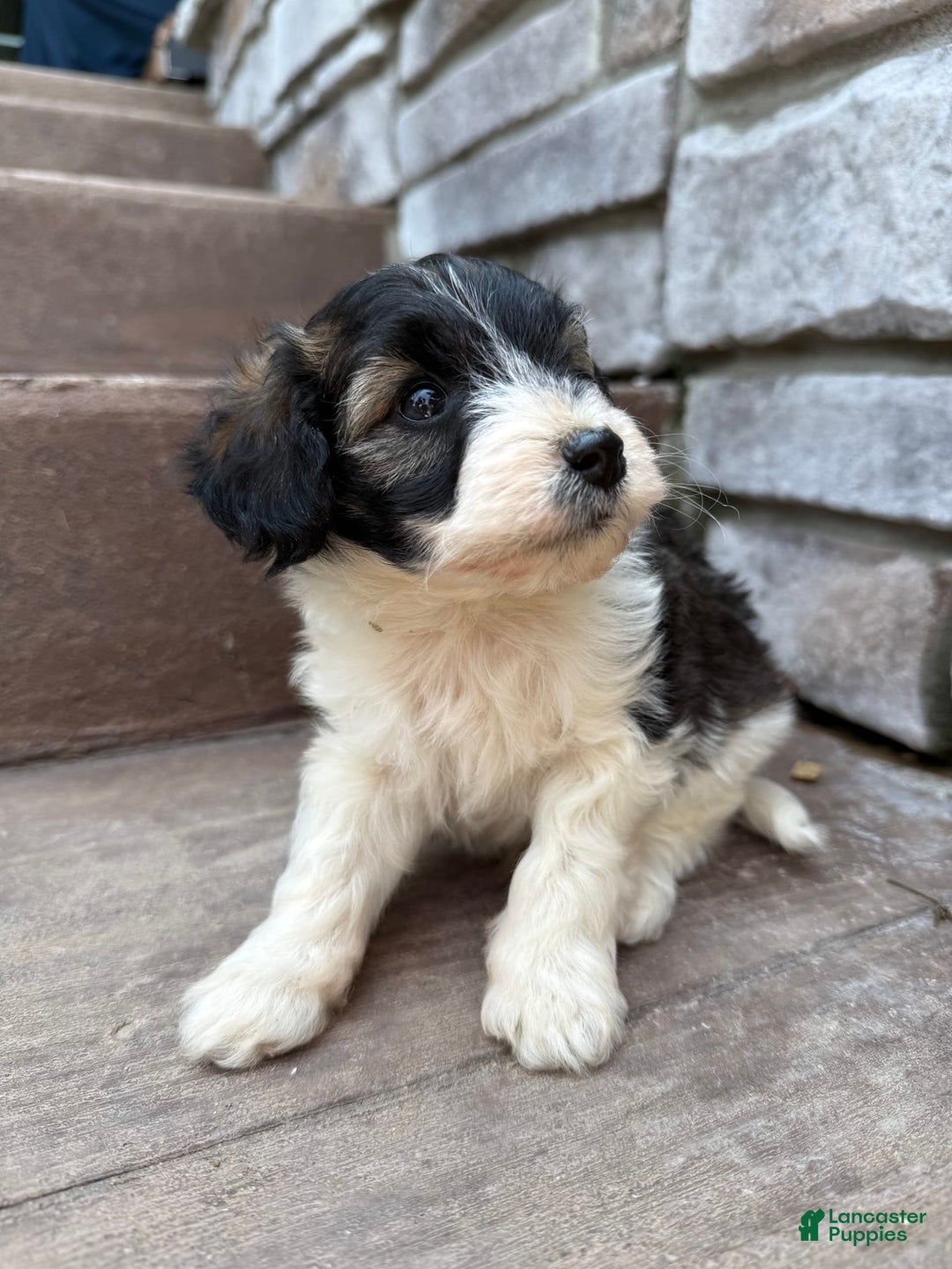 Teddy Bear dogs for sale: Evan - Image 12