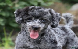 Havapoo dogs for sale: Poppy - Image 20