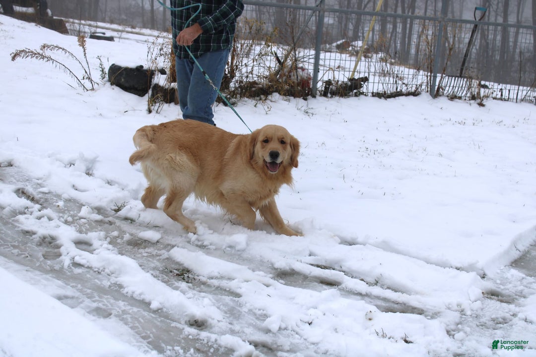 Golden Retriever dogs for sale: Costa - Image 20