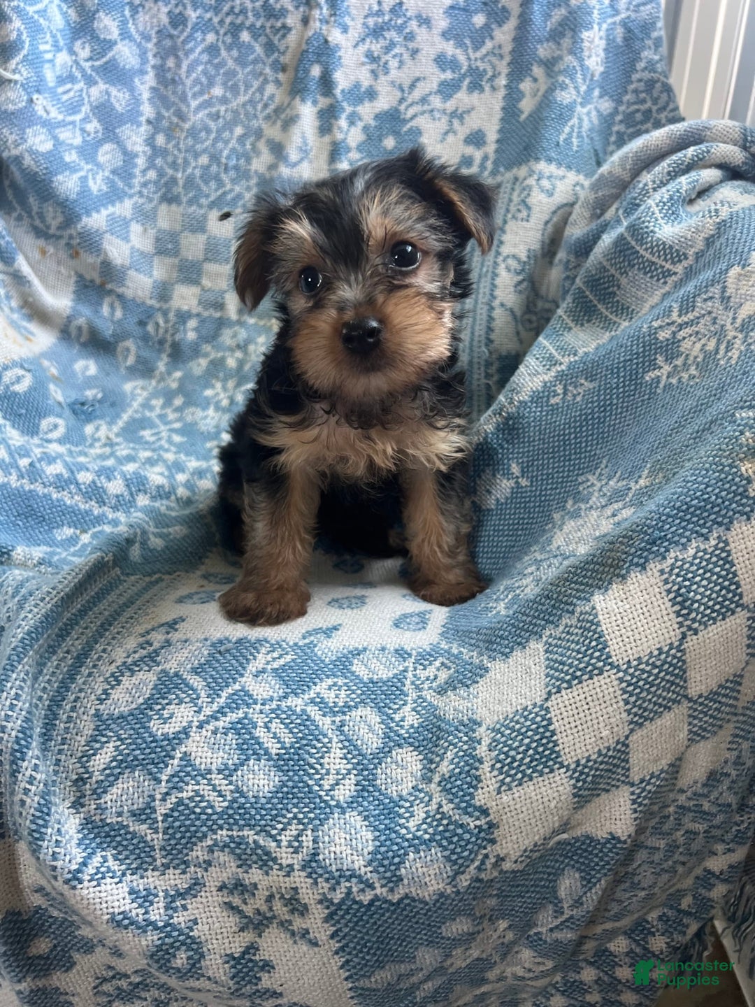 Yorkshire Terrier dogs for sale: Scotty - Image 3