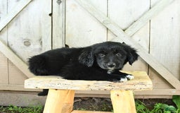 Australian Shepherd dogs for sale: Bella - Image 7