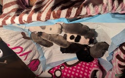 French Bulldog dogs for sale: Female 4 - Image 3