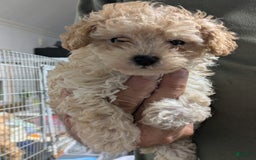 Toy Poodle dogs for sale: Macy - Image 1