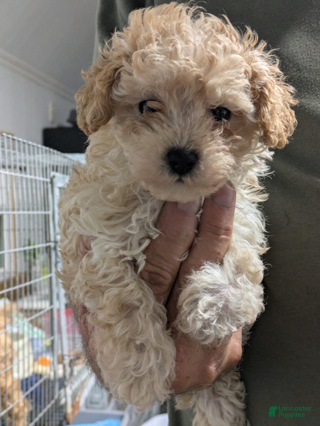 Toy Poodle dogs for sale: Macy - Image 1