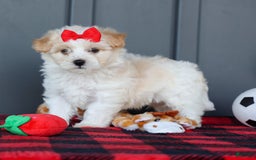 Maltipoo dogs for sale: Rubble - Image 3