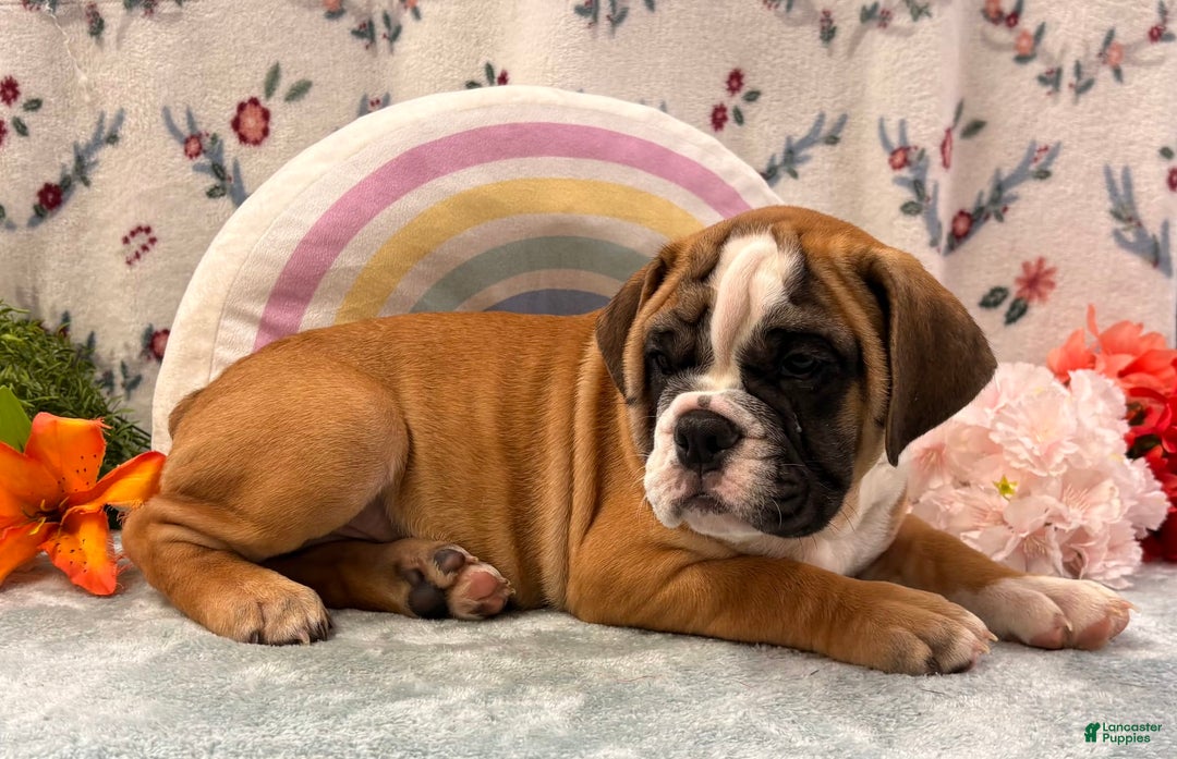 English Bulldog dogs for sale: Donald 0421 - Image 1