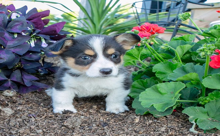 Welsh Corgi Pembroke dogs for sale - Ad 3