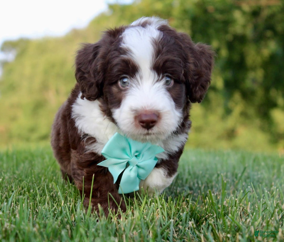 Mini Aussiedoodle dogs for sale: Logan - Image 4