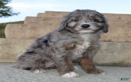 Mini Aussiedoodle dogs for sale: Mini Ava - Image 13