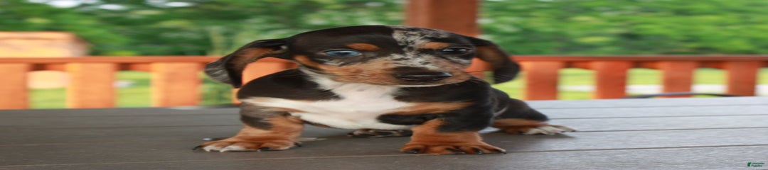 Rocky