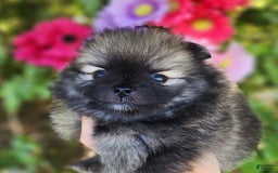 Pomeranian dogs for sale: Sushi - Image 2