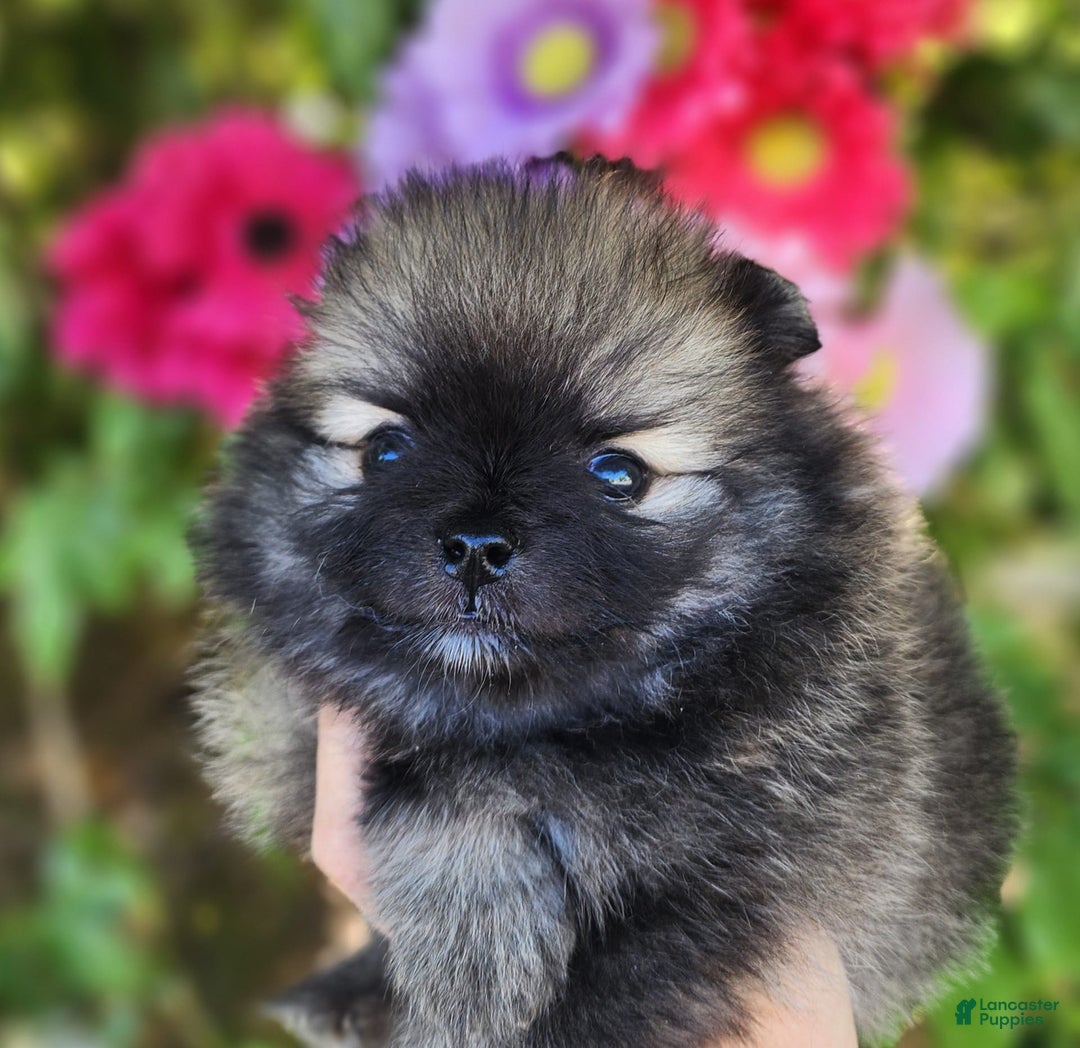 Pomeranian dogs for sale: Sushi - Image 2
