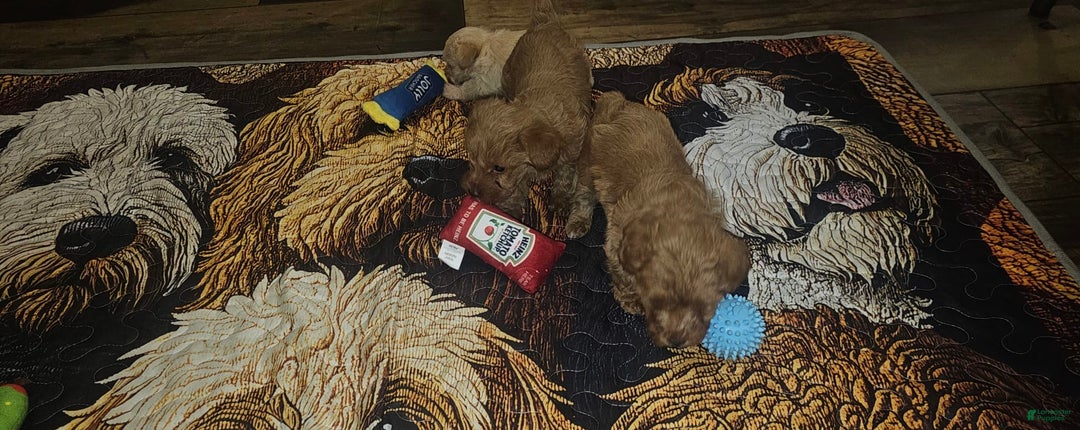 Yorkiepoo dogs for sale: Red - Image 2