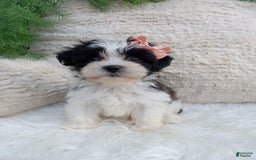 Teddy Bear dogs for sale: Lexi - Image 1