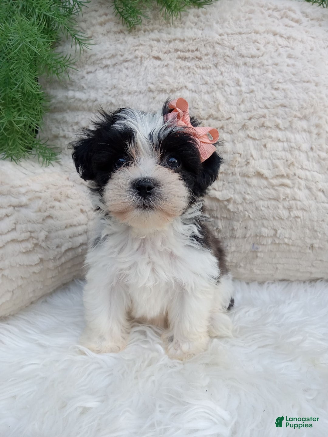 Teddy Bear dogs for sale: Lexi - Image 1