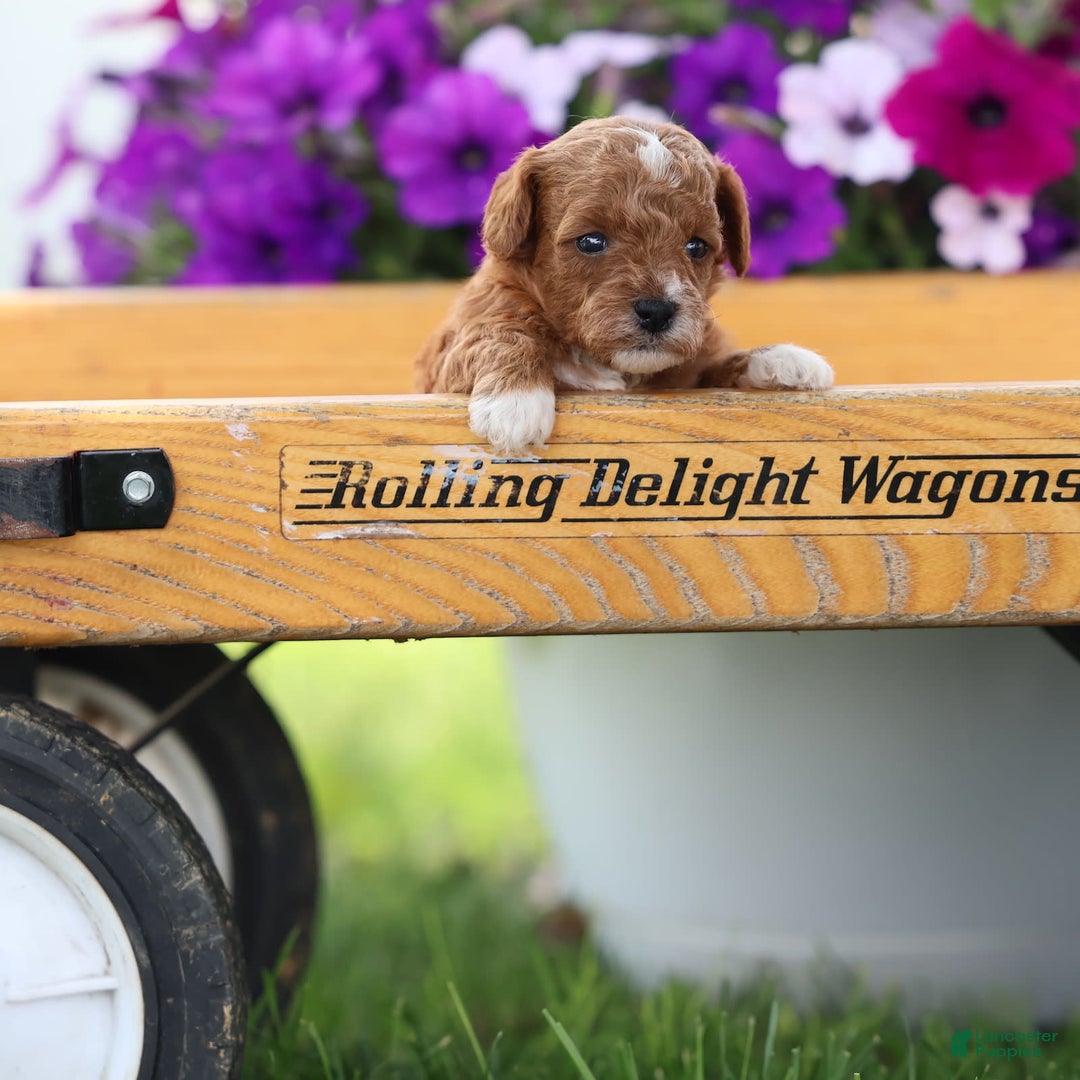 Toy Poodle dogs for sale: Raine - Image 4