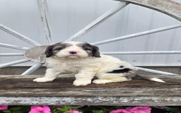 Cavapoo dogs for sale: Tucker - Image 9