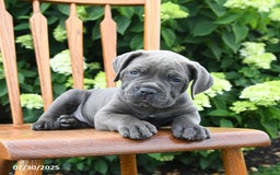 Cane Corso dogs for sale: Scarlet - Image 5